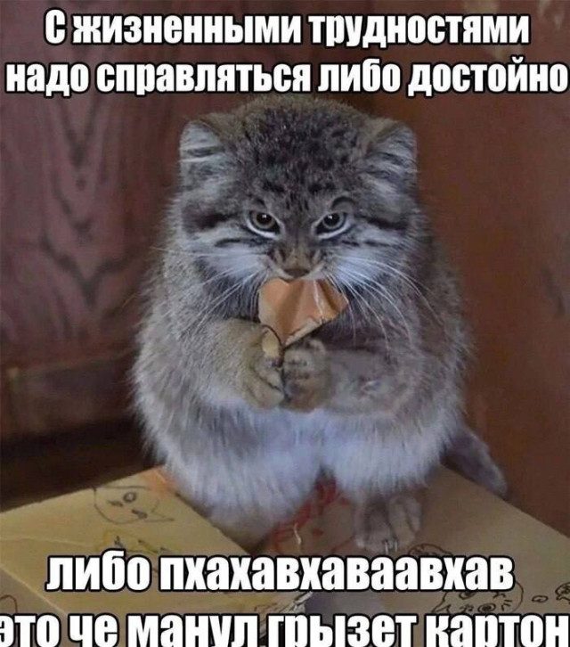 Мемы, которые спорят, дружат и ломают реальность