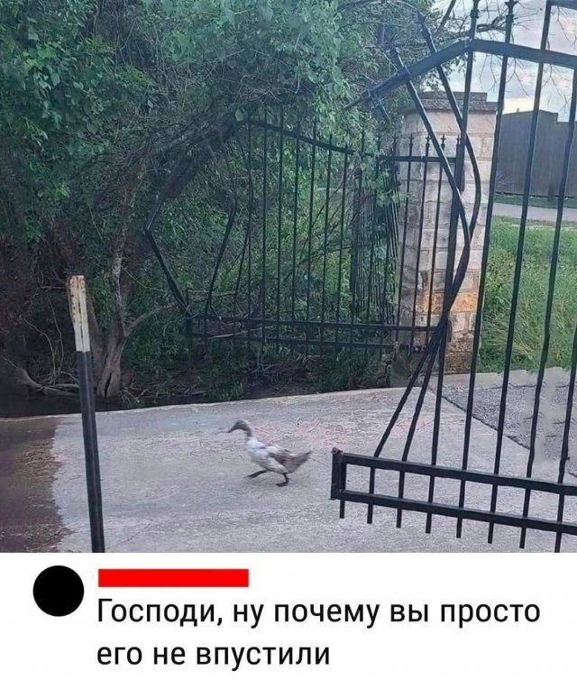 Лучшие шутки и мемы из Сети - 18.08.2026