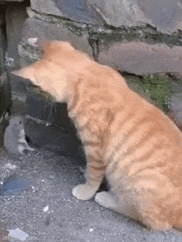 Забавные анимированные гифки для хорошего настроения