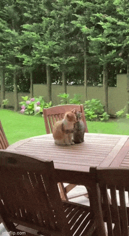 Забавные анимированные гифки для хорошего настроения