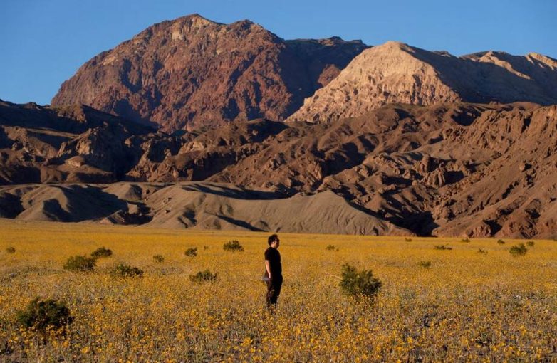 Долина Смерти расцвела: самый жаркий уголок Америки укрылся цветочным ковром
